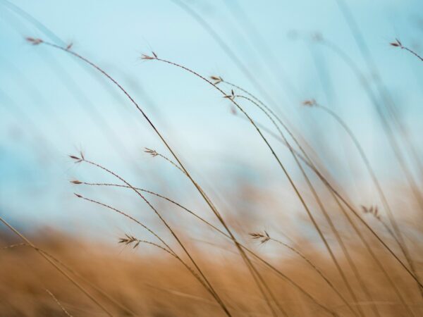 calm breeze